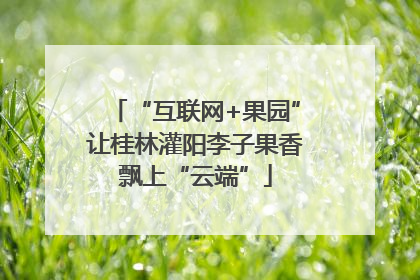 “互联网+果园”让桂林灌阳李子果香飘上“云端”