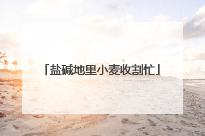 盐碱地里小麦收割忙