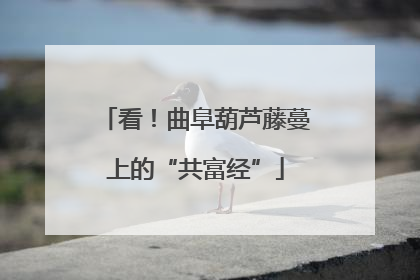 看！曲阜葫芦藤蔓上的“共富经”