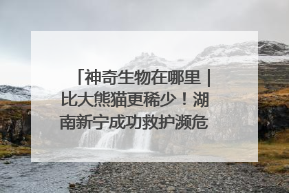 神奇生物在哪里｜比大熊猫更稀少！湖南新宁成功救护濒危鸟类海南鳽