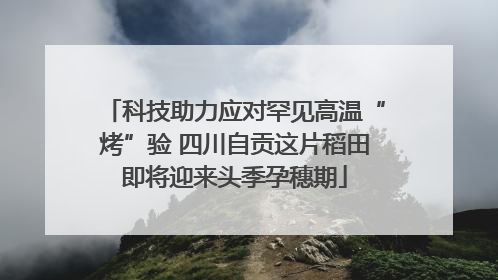 科技助力应对罕见高温“烤”验 四川自贡这片稻田即将迎来头季孕穗期