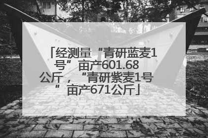 经测量“青研蓝麦1号”亩产601.68公斤，“青研紫麦1号”亩产671公斤