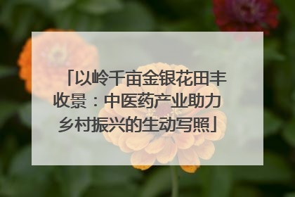 以岭千亩金银花田丰收景：中医药产业助力乡村振兴的生动写照