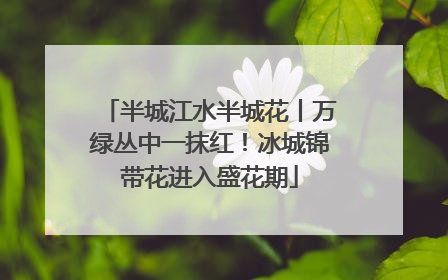 半城江水半城花丨万绿丛中一抹红！冰城锦带花进入盛花期