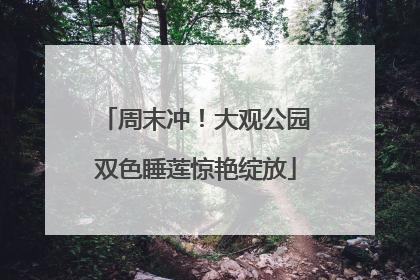 周末冲！大观公园双色睡莲惊艳绽放