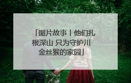图片故事丨他们扎根深山 只为守护川金丝猴的家园