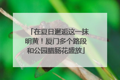 在夏日邂逅这一抹明黄！厦门多个路段和公园腊肠花盛放