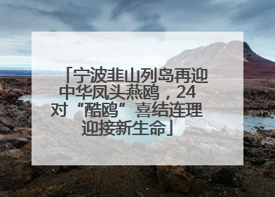 宁波韭山列岛再迎中华凤头燕鸥，24对“酷鸥”喜结连理迎接新生命