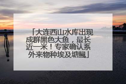 大连西山水库出现成群黑色大鱼，最长近一米！专家确认系外来物种埃及塘鲺