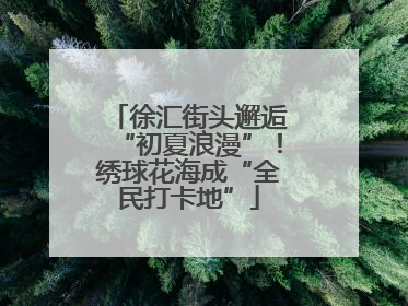徐汇街头邂逅“初夏浪漫”！绣球花海成“全民打卡地”