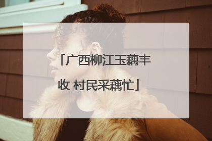 广西柳江玉藕丰收 村民采藕忙