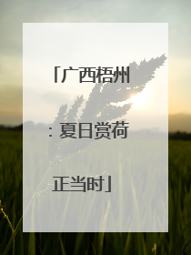 广西梧州：夏日赏荷正当时