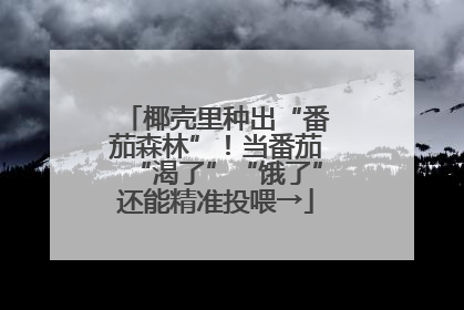 椰壳里种出“番茄森林”！当番茄“渴了”“饿了”还能精准投喂→