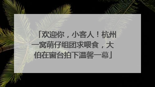 欢迎你，小客人！杭州一窝萌仔组团求喂食，大伯在窗台拍下温馨一幕