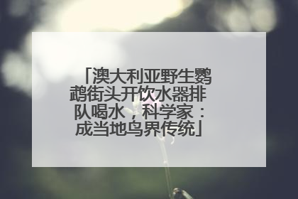 澳大利亚野生鹦鹉街头开饮水器排队喝水，科学家：成当地鸟界传统