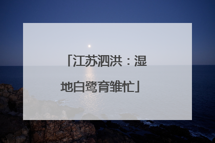 江苏泗洪：湿地白鹭育雏忙