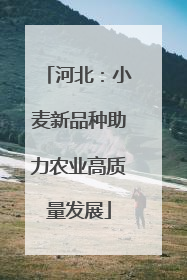 河北：小麦新品种助力农业高质量发展