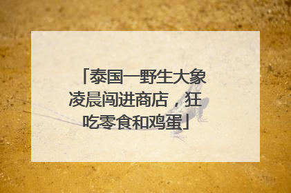 泰国一野生大象凌晨闯进商店，狂吃零食和鸡蛋