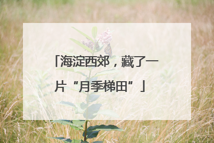 海淀西郊，藏了一片“月季梯田”