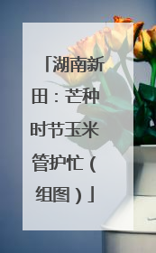 湖南新田：芒种时节玉米管护忙（组图）