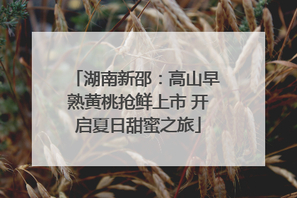 湖南新邵：高山早熟黄桃抢鲜上市 开启夏日甜蜜之旅