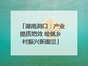 湖南洞口：产业提质增效 绘就乡村振兴新图景