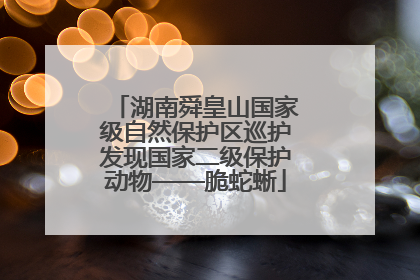 湖南舜皇山国家级自然保护区巡护发现国家二级保护动物——脆蛇蜥