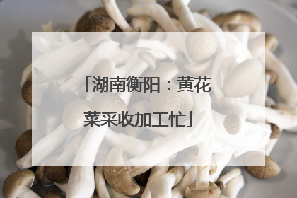 湖南衡阳：黄花菜采收加工忙