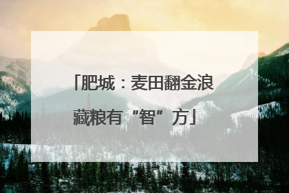 肥城：麦田翻金浪藏粮有“智”方