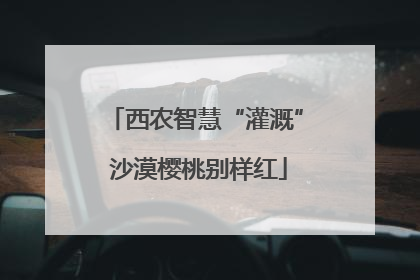 西农智慧“灌溉” 沙漠樱桃别样红