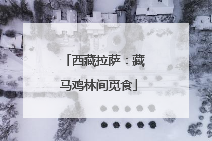 西藏拉萨：藏马鸡林间觅食