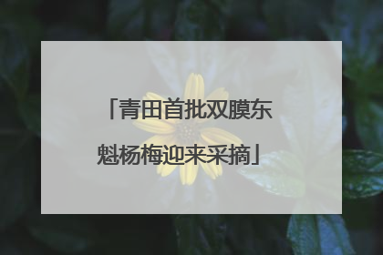 青田首批双膜东魁杨梅迎来采摘