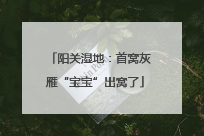 阳关湿地：首窝灰雁“宝宝”出窝了