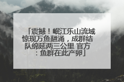 震撼！岷江乐山流域惊现万鱼翻涌，成群结队绵延两三公里 官方：鱼群在此产卵