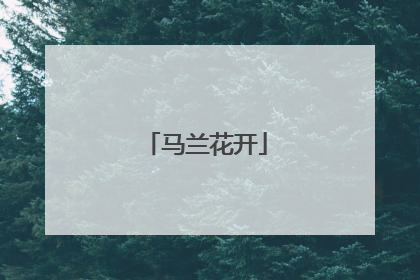 马兰花开