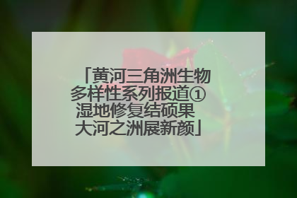 黄河三角洲生物多样性系列报道①湿地修复结硕果 大河之洲展新颜