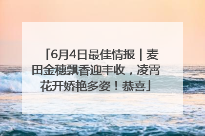 6月4日最佳情报｜麦田金穗飘香迎丰收，凌霄花开娇艳多姿！恭喜