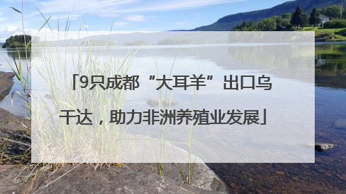 9只成都“大耳羊”出口乌干达，助力非洲养殖业发展